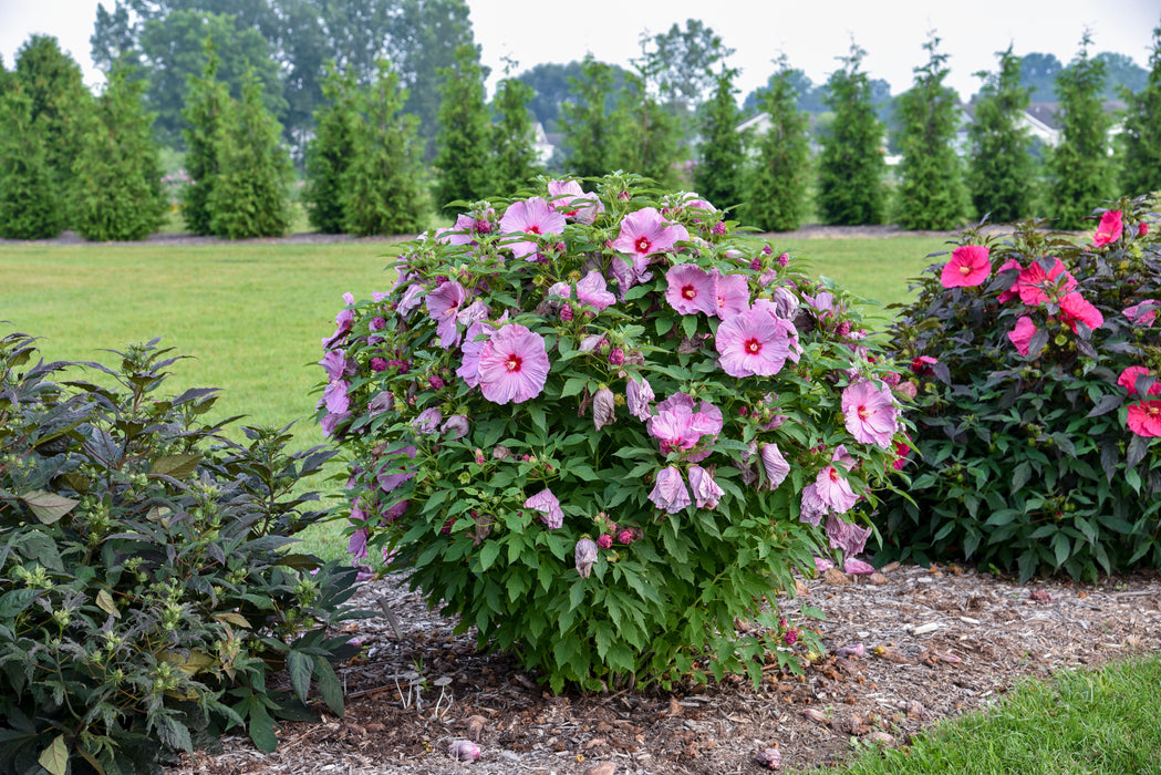 Hibiscus-Lilac Crush - G2/G3
