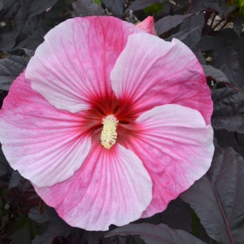 Hibiscus-Starry Night - G2/G3