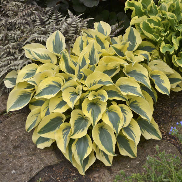 Hosta-Autumn Frost - G1