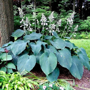 Hosta-Blue Angel - G1
