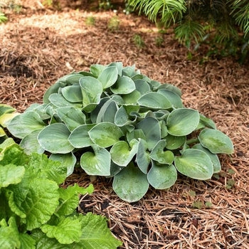 Hosta-Blue Mouse Ears - G1