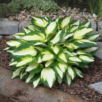 Hosta-Color Festival - G1