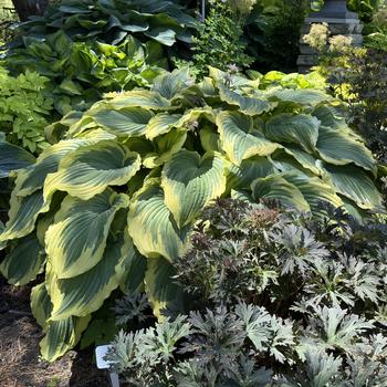 Hosta-Drop-dead Gorgeous - G1