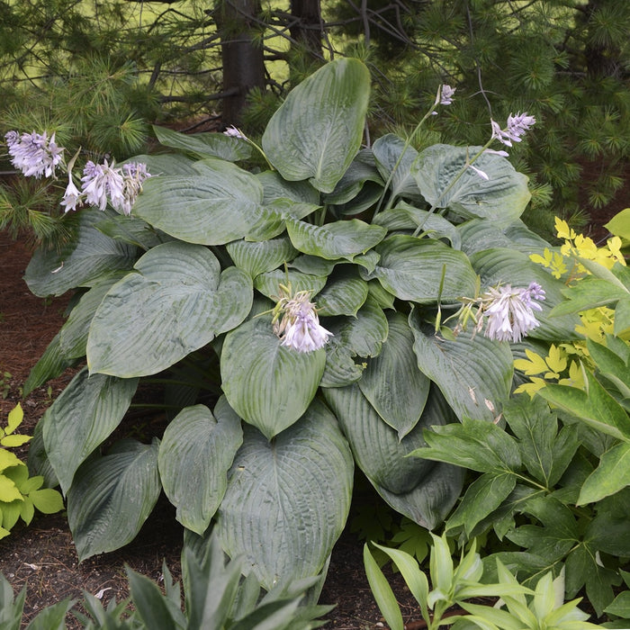 Hosta-Empress Wu - G1