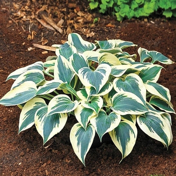 Hosta-Firn Line - G1