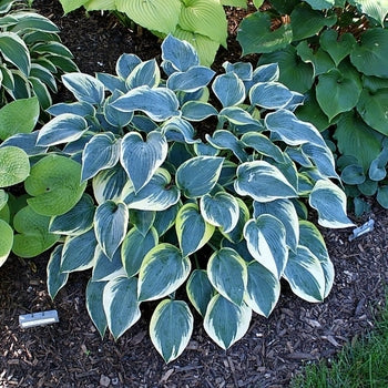 Hosta-First Frost - G1