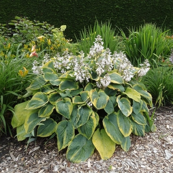 Hosta-Frances William - G1