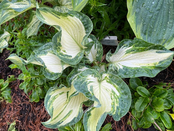 Hosta-Frog in my Throat - G1