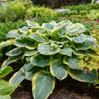 Hosta-Gigantosaurus - G1