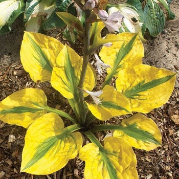 Hosta-Glad Rags - G1