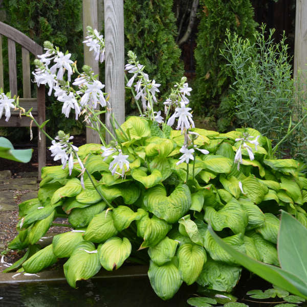 Hosta-Guacamole - G1