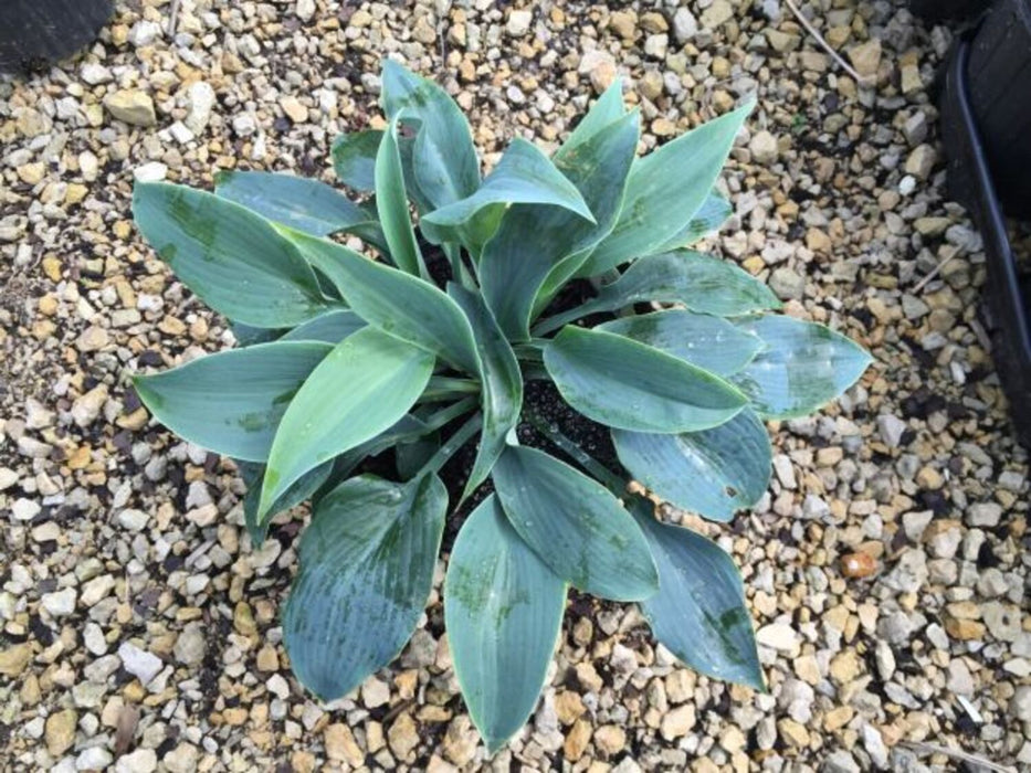 Hosta-Halcyon - G1