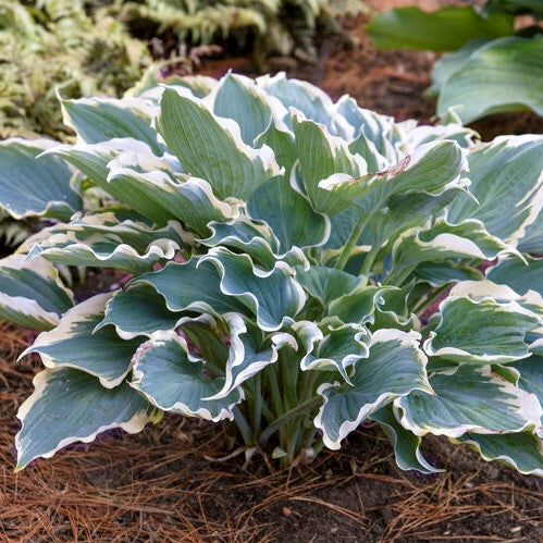 Hosta-Hope Springs Eternal - G1