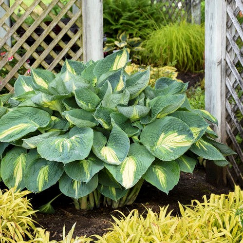 Hosta-Hudson Bay - G1