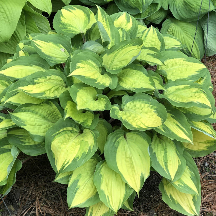 Hosta-Island Breeze - G1