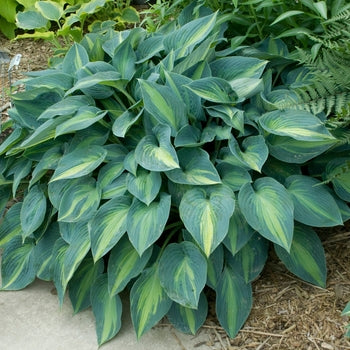 Hosta-June - G1