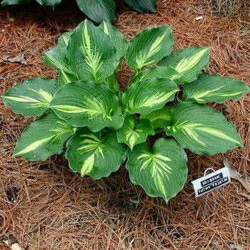 Hosta-Lakeside Paisley - G1