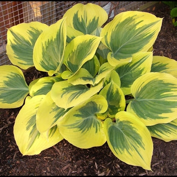 Hosta-Liberty - G1