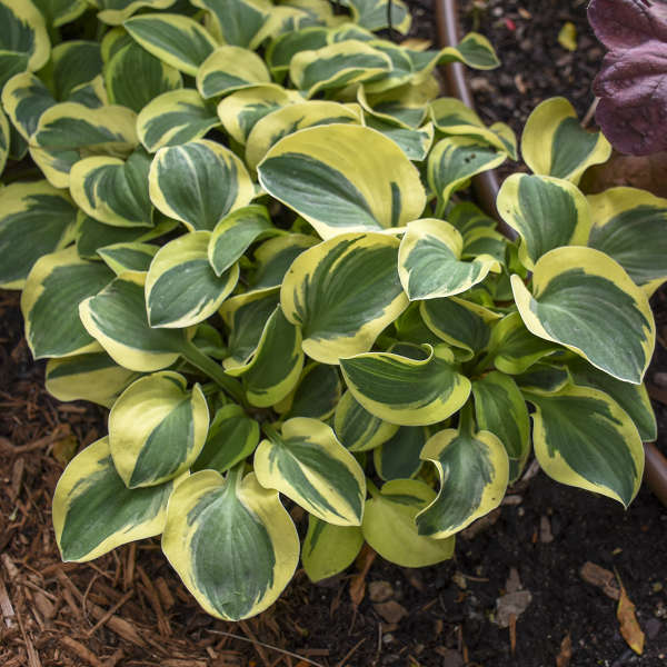 Hosta-Mighty Mouse - G1