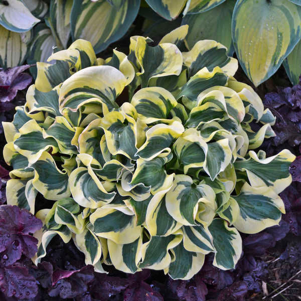 Hosta-Mini Skirt - G1