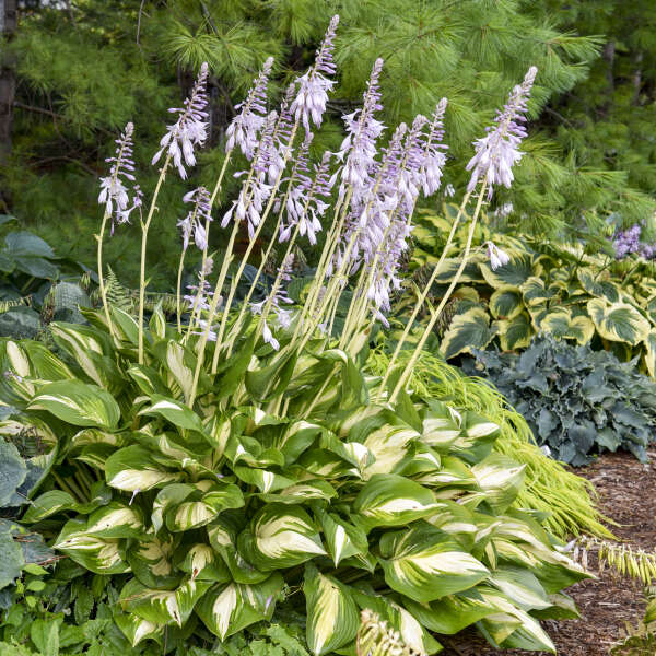 Hosta-Miss America - G1