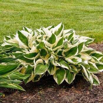 Hosta-Patriot - G1