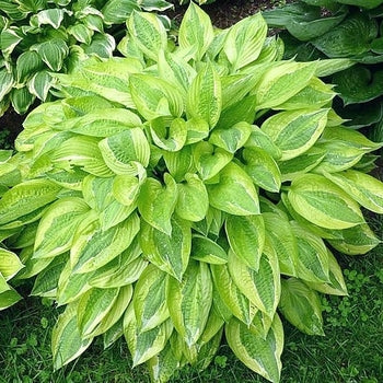 Hosta-Yw Polka Dot Bikini - G1