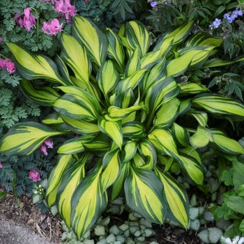 Hosta-Rainbow  Ends - G1
