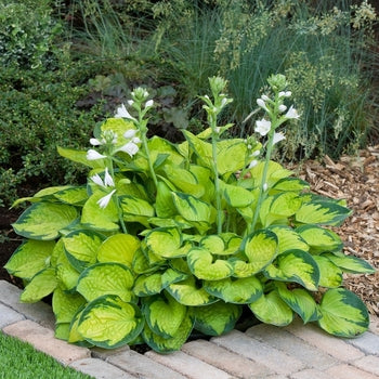 Hosta-Rainforest Sunrise - G1