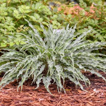 Hosta-Silly String - G1