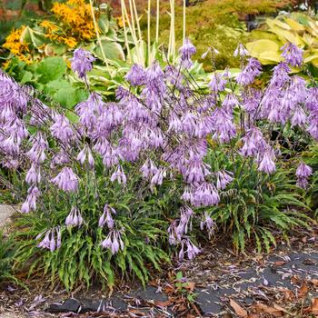Hosta-Silly String - G1
