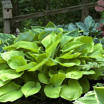 Hosta-Sum & Substance - G1