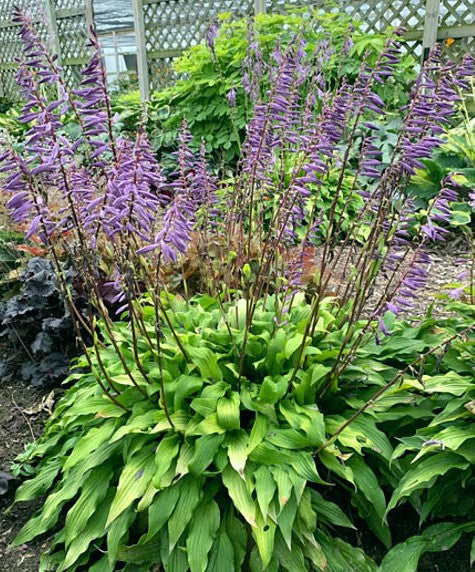 Hosta-Time in a Bottle - G1