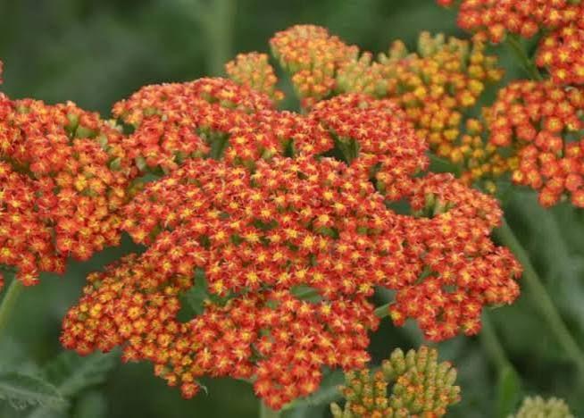 Achillea-Sassy Summer Sun. - G1