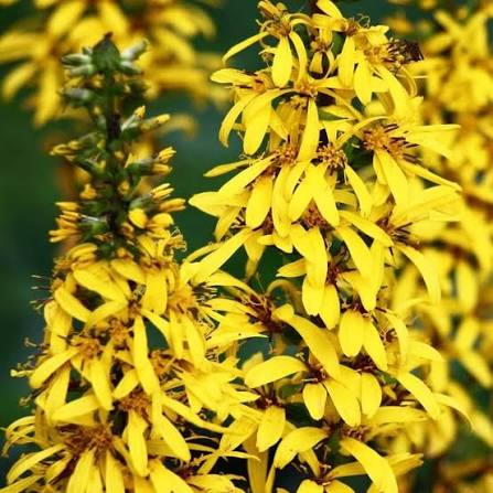 Ligularia-Bottle Rocket - G1