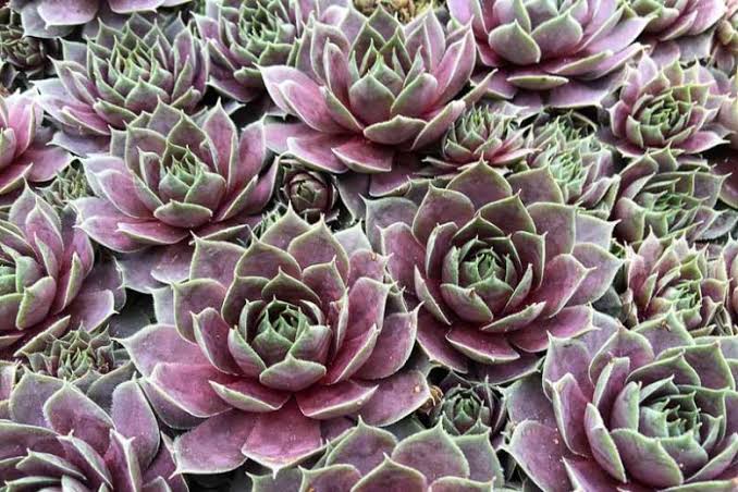 Sempervivum-Parfait Per. - 4.5"