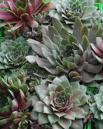 Sempervivum-Variety Pack - 4.5"