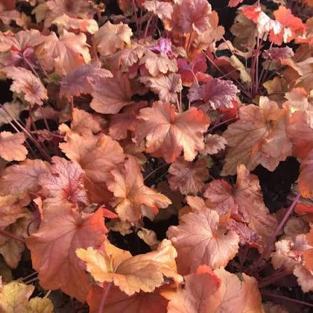 Heuchera-Paprika - G1