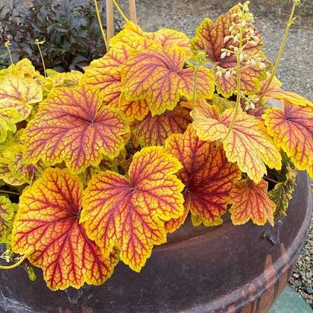 Heuchera-Red Lightning - G1