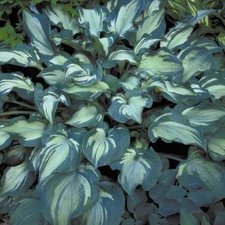 Hosta-Guardian Angel - G1
