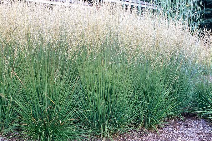 Grass-Moorflamme - G1