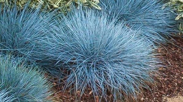 Grass-Beyond Blue - G1