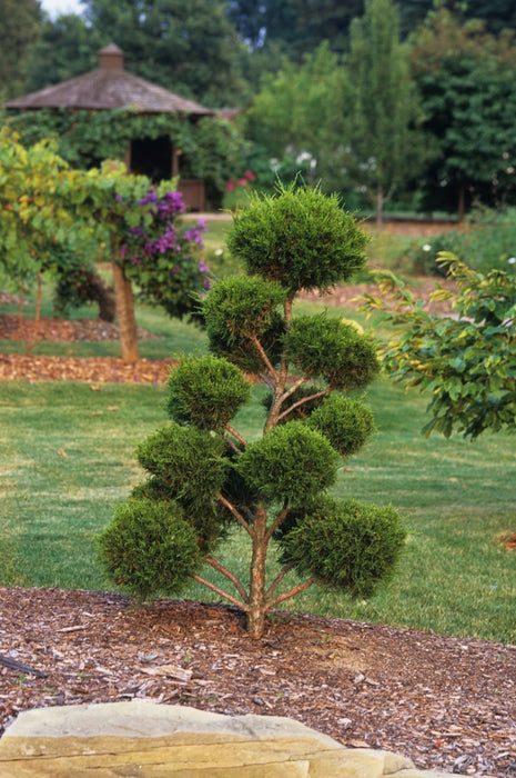 Juniper-Pom Pon - G15