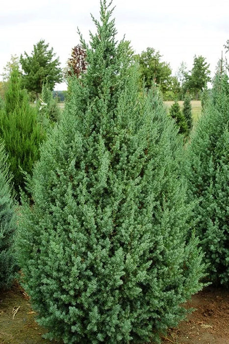 Juniper-Upright S. Power - 6-7'