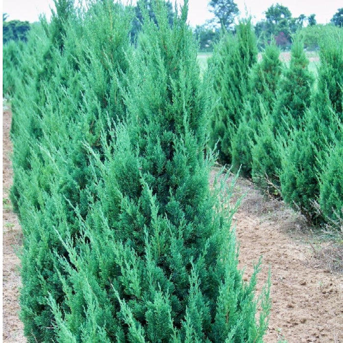 Juniper-Upright Bl Point - 6-7'