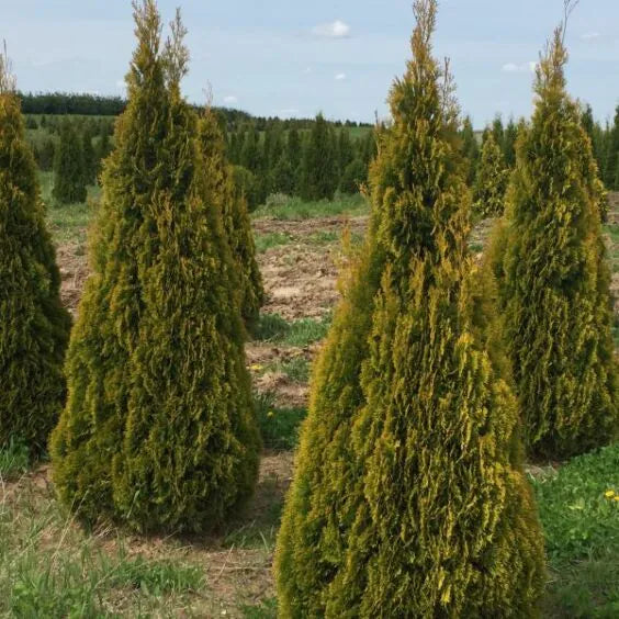 Arborvitae-Cat's Eye - 5'