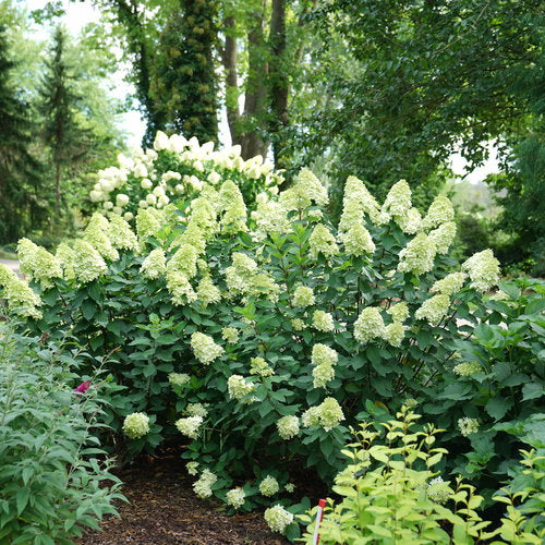 Hydrangea-Limelight Prime - G3