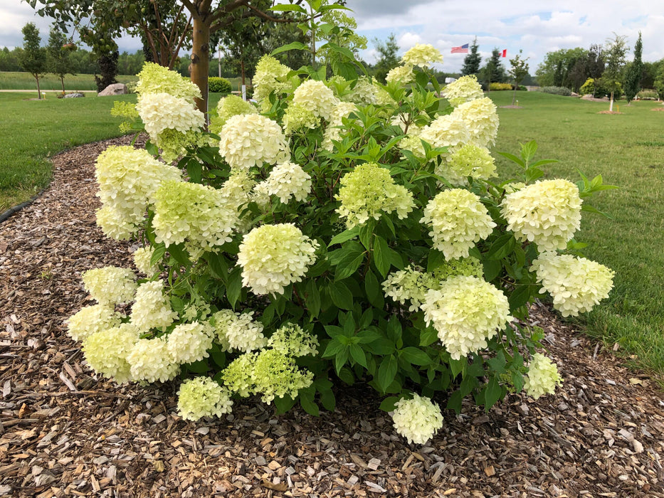 Hydrangea-Bobo - G2/G3