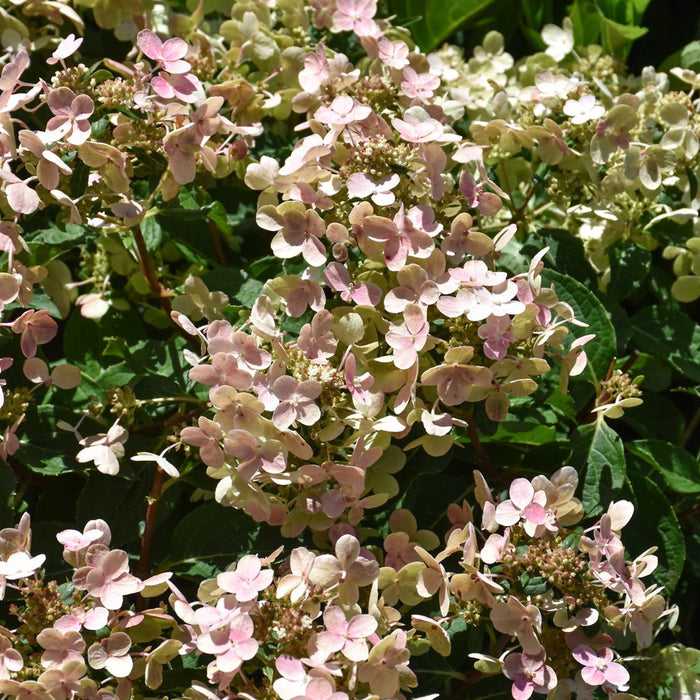 Hydrangea-Early Evolution - G3