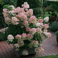 Hydrangea-Little Hottie - G5